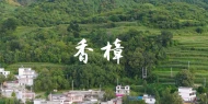 云南千年古树:香樟