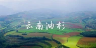 云南千年古树:云南油杉